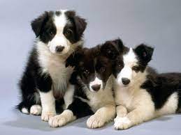 Border Collie Dog Breed Information And Pictures Petguide Collie Puppies Collie Dog Border Collie Puppies