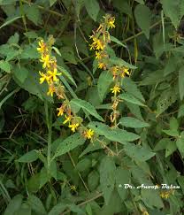 Image result for Triumfetta pilosa