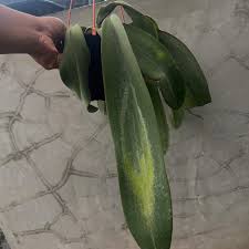 Image result for Bulbophyllum prorepens