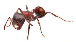 Image result for Pogonospermum subsessile