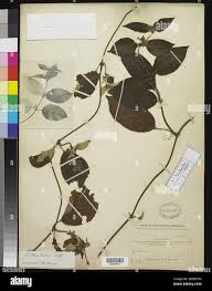 Image result for Sabicea venosa