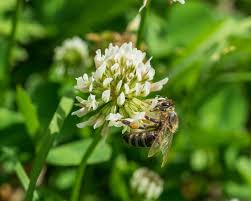 Check spelling or type a new query. The Best Plants To Attract Bees