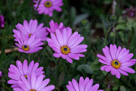 Image result for Dimorphotheca