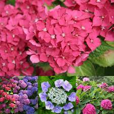 Hydrangeas Growing Hydrangeas Plants Hydrangea Varieties