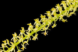 Image result for Liparis