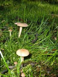 Pilze Oktober Pilzfinder Solling De Pilze Pilzbestimmung Pilzvergiftung Infos Vortrage Wanderungen Dassel Einbeck Gunther Schier 37586 Dassel Ot Krimmensen Pilze Fruhjahrspilze Morcheln Truffel Morchella Tuber