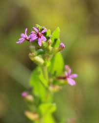 Image result for Cuphea carthagenensis