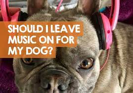 Should I Leave Music On For My Dog What Kind