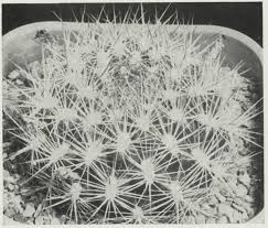 How can cactus lives without water? Https Www Jstor Org Stable 42790724