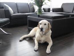 flooring for dogs