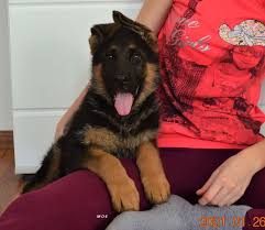 For example, if shepherd pitt puppies inherit their german shepherd parent's genes more so than the pitbull's, then they may have the shepherd's solid coat and black points. V18 Bszs Achilleus Vom Kapellenberg Son In Slovakia Pwg Petworldglobal Com