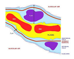 This gas is then transported by the blood to ____ cells. Goodpasture Syndrome Pathophysiology Wikidoc