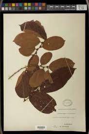 Image result for Bridelia duvigneaudii