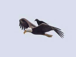 crow rides on the back of an eagle in once in a lifetime photos bald eagle crow eagle