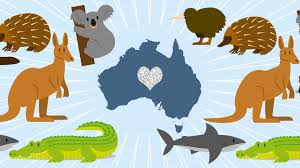 How To Help Animals In Australia S Fires Koalas More Need Our Help Stylecaster
