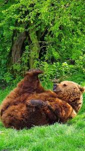 Spring Bear Meme Generator Imgflip Brown Bear Bear Wallpaper Bear Meme