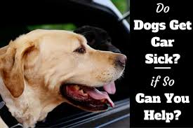 Though watching your dog throw up is unpleasant, it could be a sign they simply ate too much, too fast, or dug into something that didn't sit right with their belly. Do Dogs Get Car Sick They Do Here S How To Help Them