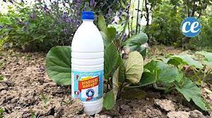 10 utilisations etonnantes du vinaigre blanc dans le jardin vinaigre blanc desherbant maison insecticide maison