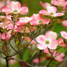 The real decoration is the american flower dogwood (cornus florida) that has varieties with beautiful pink flowers. Cherokee Brave Dogwood Trees For Sale Brighterblooms Com