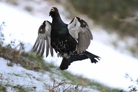 Nearby attractions include snowdlight ski. Grand Tetras Experiencia Pirenalia