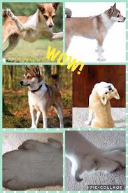 Image result for lundehund