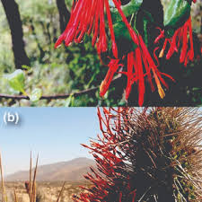 Image result for Englerina woodfordioides