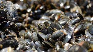 Dans la famille des mollusques, les moules font partie des stars des fourneaux ! Baie Du Mont Saint Michel 10 600 Tonnes De Moules De Bouchot Recoltees Saint Malo Maville Com