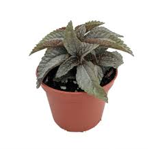 Image result for Pilea johnstonii