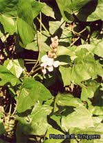 Image result for Psophocarpus grandiflorus