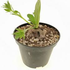 Image result for Aeollanthus subacaulis