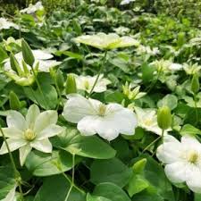 We did not find results for: Clematis Guernsey Cream 1l Fruttii Shop