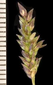 Image result for Sacciolepis indica