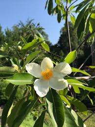 Image result for Berlinia grandiflora