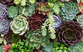 Succulents remain among the most popular houseplants, but for those of us who lack a bright, sunny location to display them, they can be a challenge to grow. How Long Do Succulents Live Ways To Keep Them Alive