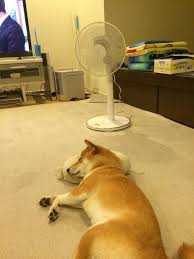 shiba tumblr shiba inu shiba shiba inu dog