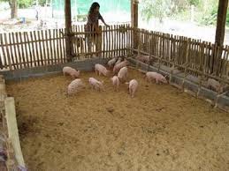 Natural Pig Farming Building Nf Pig Sty Pig Farming Raising Pigs Pig