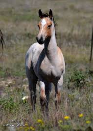 In addition to the coloring, a genuine buckskin is also a hardy horse. How About A Buckskin Roan Huntley Horses Jaden Huntley Facebook