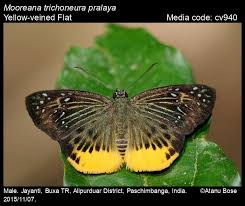 Image result for Trichoneura