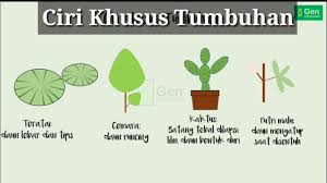 Dari berbagai macam gambar sketsa yang ada, terdapat salah satu sketsa yang banyak diminati oleh kalangan umum, yaitu sketsa bunga. Gambar Bunga Teratai Dan Ciri Khususnya