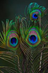 The title is pretty self explanatory. 350 Peacock Feather Pictures Download Free Images On Unsplash