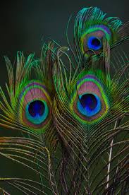 An elegant feather design with textured gold and copper. 350 Peacock Feather Pictures Download Free Images On Unsplash
