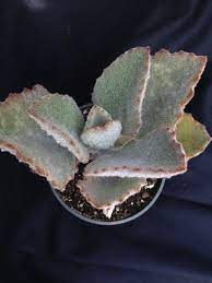 Kalanchoe Beharensis Fang Cacti And Succulents Planting Succulents Succulents