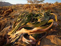 It is a characteristic and decorative tree in many gardens. Bizarre Desert Plants Of Namibia Namibia Tourism Board