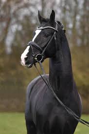 Janeiro Platinum 2014 Kwpn Warmblood Stallion Sezuan X Black Beauty L Platinum V Ub 40 Ferro In 2020 Warmblood Horses Horses Horse Breeds