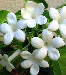Image result for Jasminum schimperi