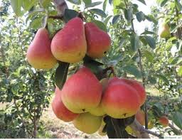 опрыскивание деревьев весной по фазам от болезней и вредителей Chem Udobryat Sad Ocenyu V 2020 G Ekzoticheskij Frukt Grusha Sadovye Derevya