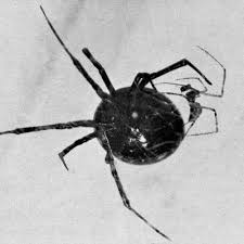 And does it really matter? Myth Black Widows Eat Their Mates Burke Museum
