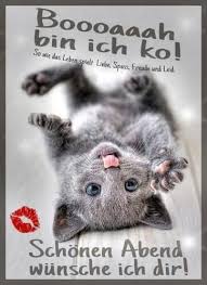 Bin Ich K O Gruss Am Abend Gute Nacht Bilder Tiere Lustige Gute Nacht Bilder Gute Nacht Lustig