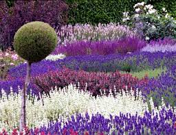 Lavender cottage lavender green french lavender lavender fields lavender flowers purple flowers art flowers lavender crafts shabby look. Small Homes Lavender Garden Ideas