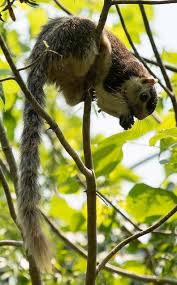The three main lineages are the ratufinae (oriental giant squirrels), sciurillinae and all other subfamilies. Oriental Giant Squirrels Articles About Animals Pets
